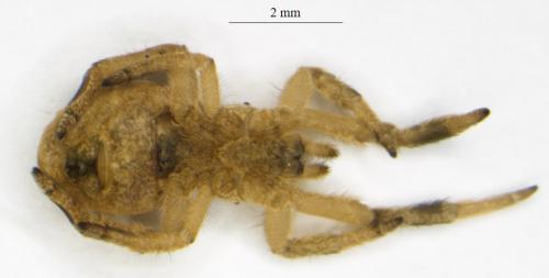 Réf. 288 171 : Hyptiotes paradoxus